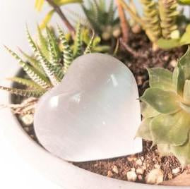 Polished Selenite heart with succulents in background