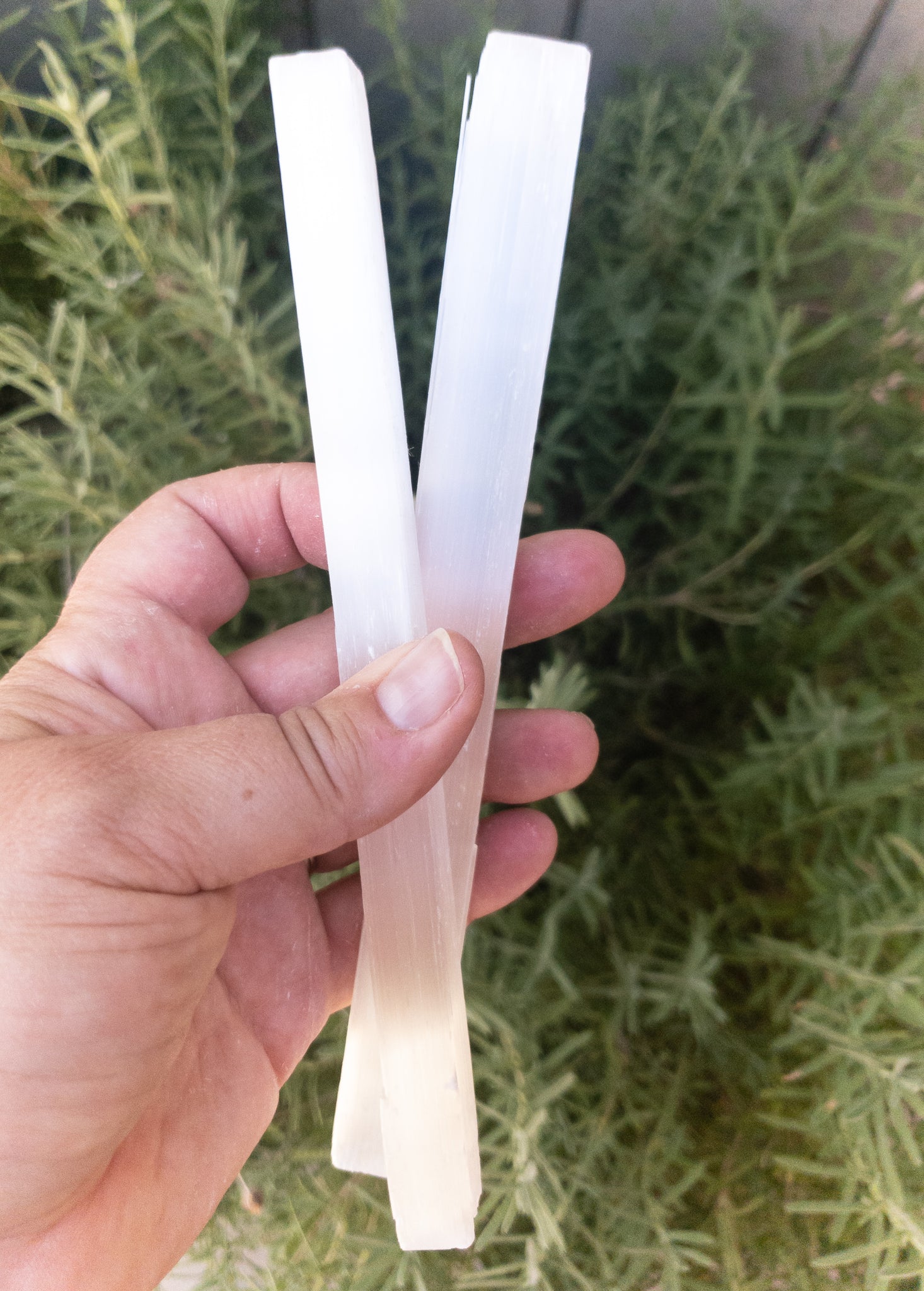 Selenite Sticks 8" - WHYTE QUARTZ