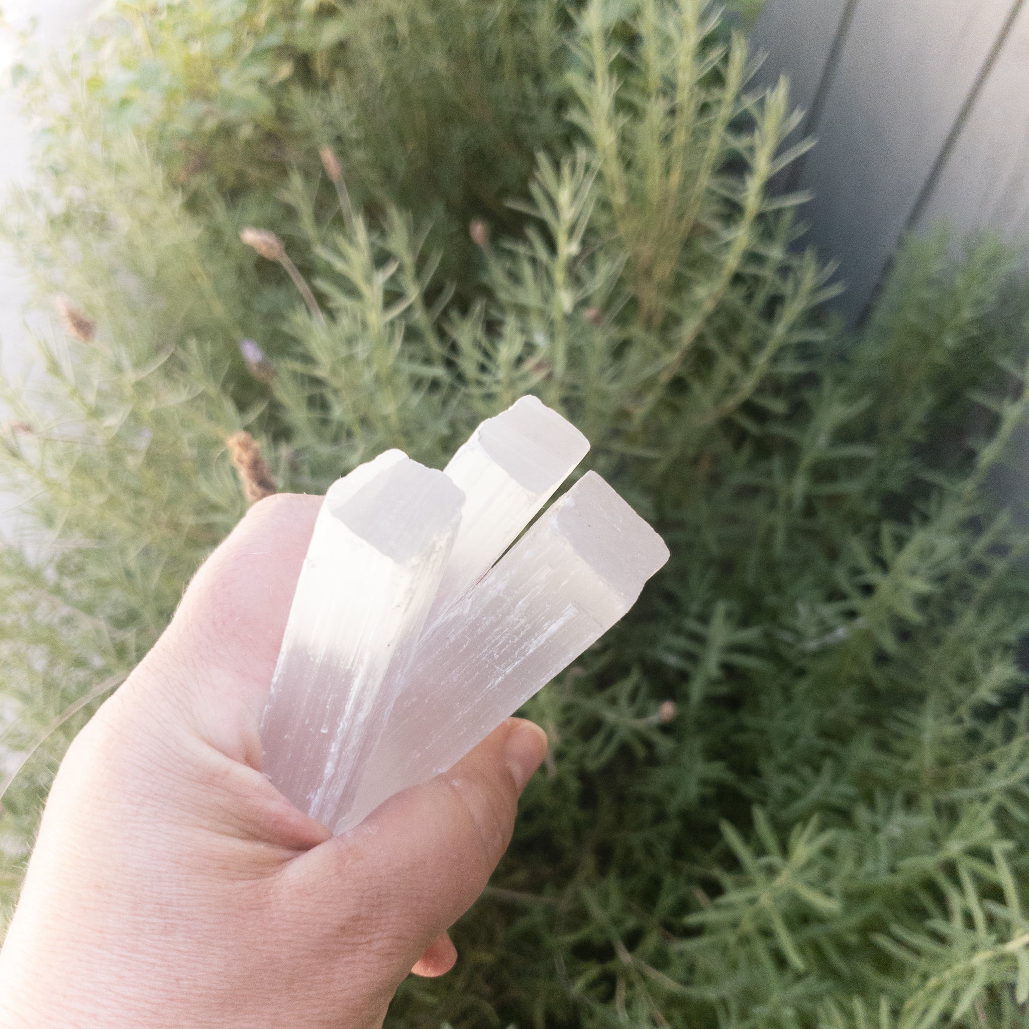 Selenite Sticks 4" - WHYTE QUARTZ